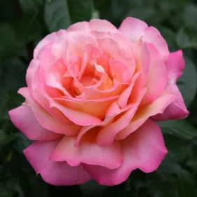 Роза чайно-гибридная “Чикаго Пис”