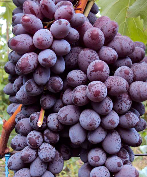jpiter grape