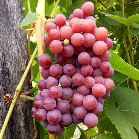 somerset seedless